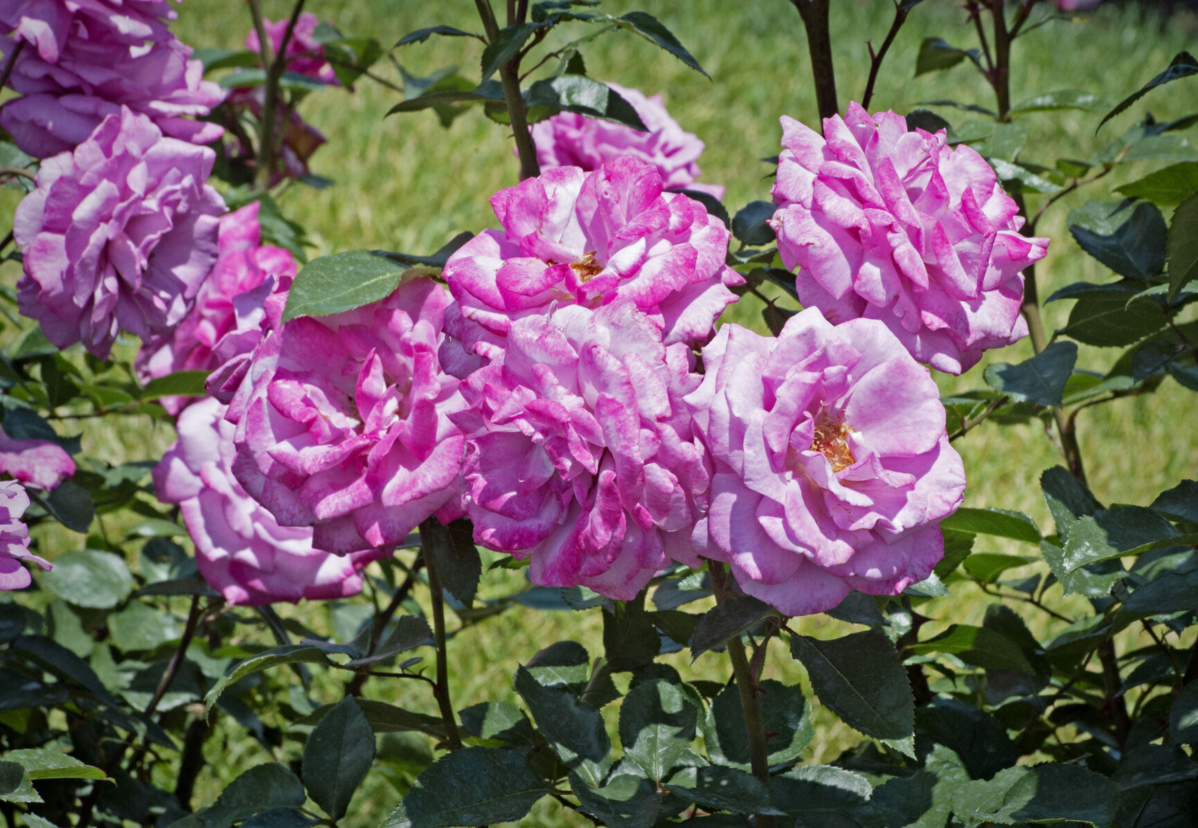 Hershey Gardens roses